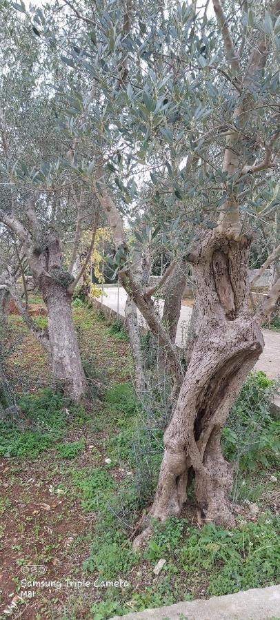 Vecchia oliva,Kuljica Villa Kukljica Esterno foto