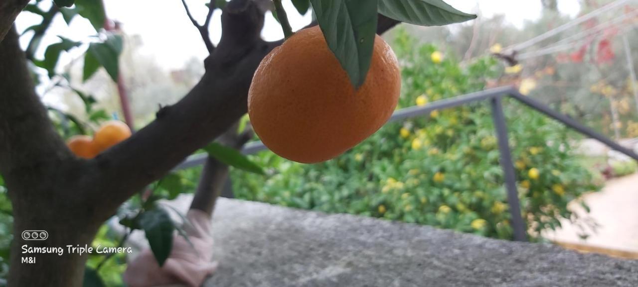 Vecchia oliva,Kuljica Villa Kukljica Esterno foto