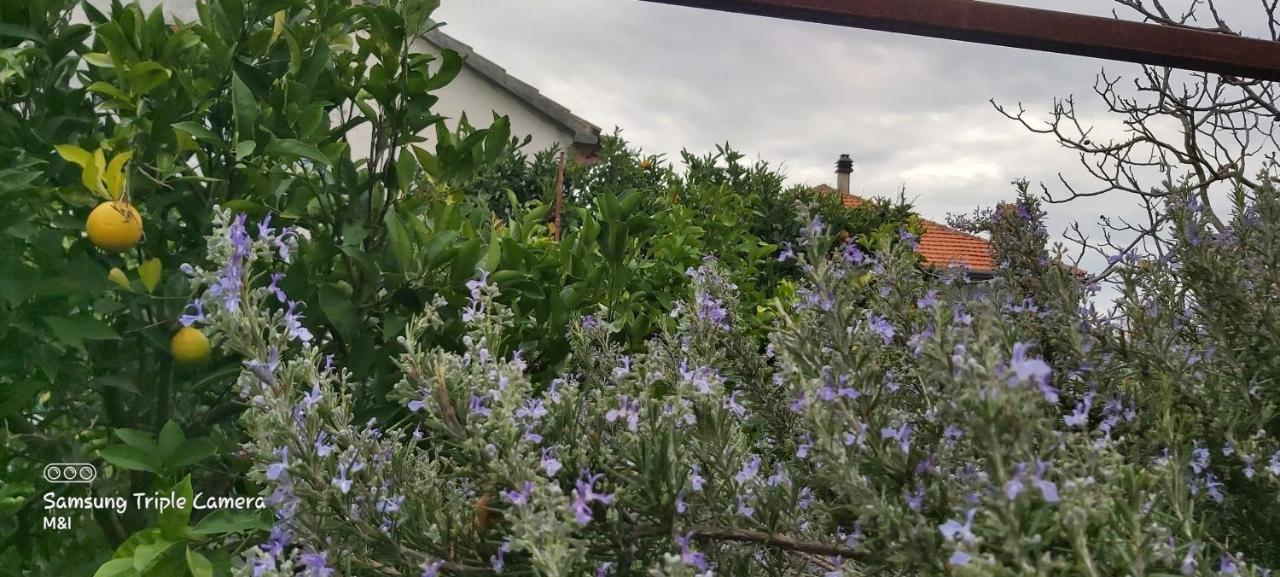 Vecchia oliva,Kuljica Villa Kukljica Esterno foto